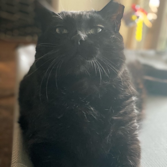 Meet your Posher Ambassador Kaili (Ky-Lee) - Picture 7 of 8